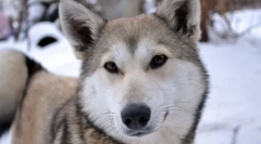 Roztomilý namáhaný alebo veľký problém: 10 zaujímavých faktov o husky